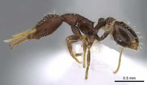 Strumigenys timicala - CASENT0914755