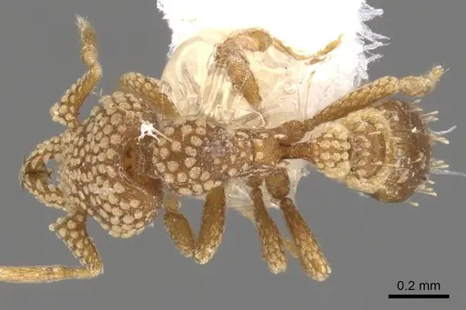 Strumigenys tisiphone specimen