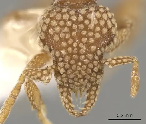 Strumigenys tisiphone specimen