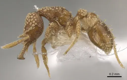 Strumigenys tisiphone specimen