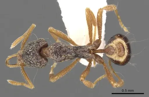 Strumigenys tisisyx specimen