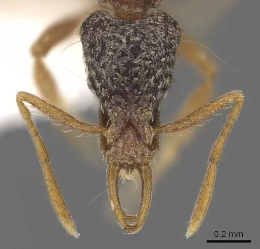 Strumigenys tisisyx specimen