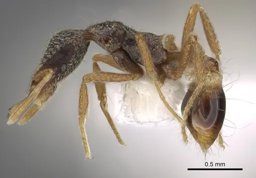 Strumigenys tisisyx specimen