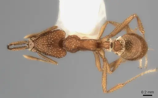 Strumigenys tococae specimen