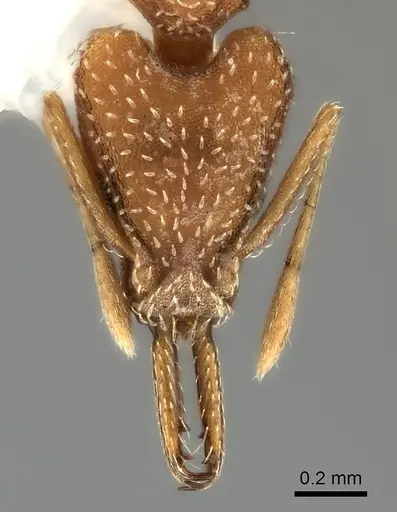 Strumigenys tococae specimen