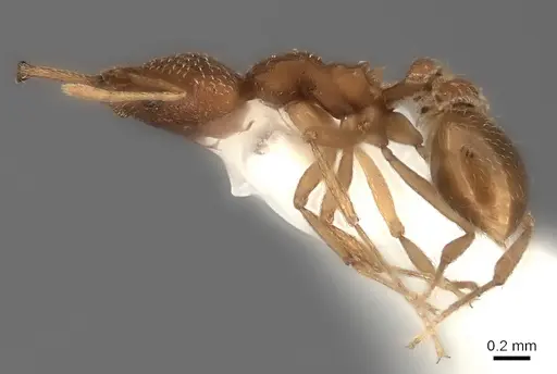 Strumigenys tococae specimen