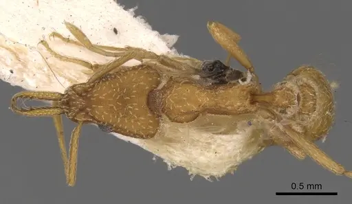 Strumigenys tococae - CASENT0900435