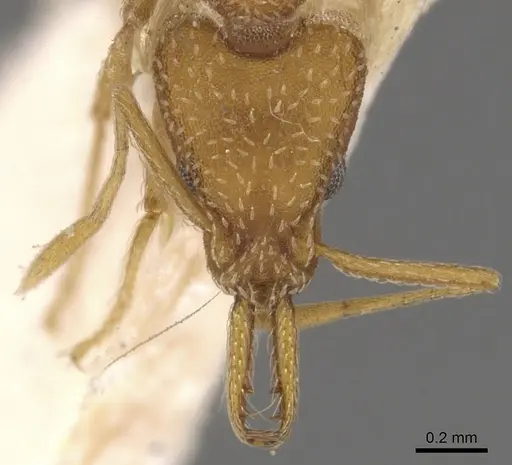 Strumigenys tococae - CASENT0900435