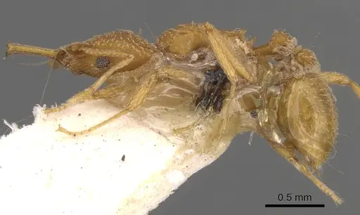 Strumigenys tococae - CASENT0900435