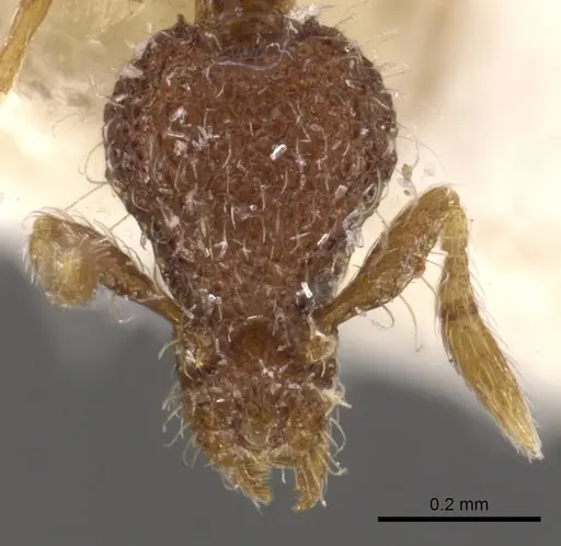 Strumigenys tolomyla specimen