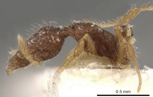 Strumigenys tolomyla specimen