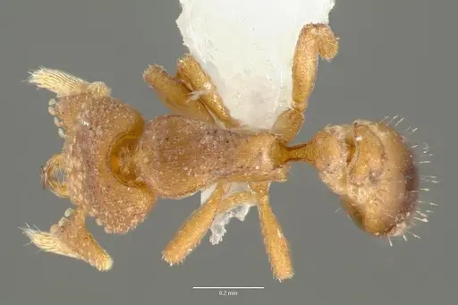 Strumigenys toma specimen