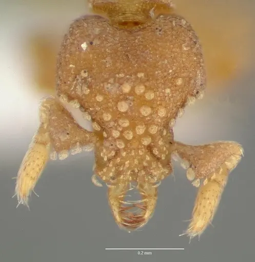 Strumigenys toma specimen