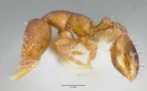 Strumigenys toma specimen