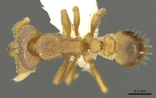 Strumigenys toma - CASENT0900687