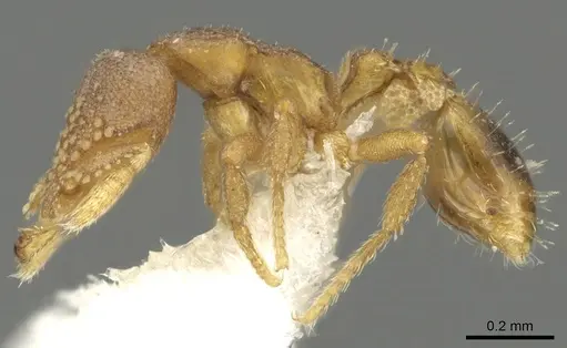 Strumigenys toma - CASENT0900687