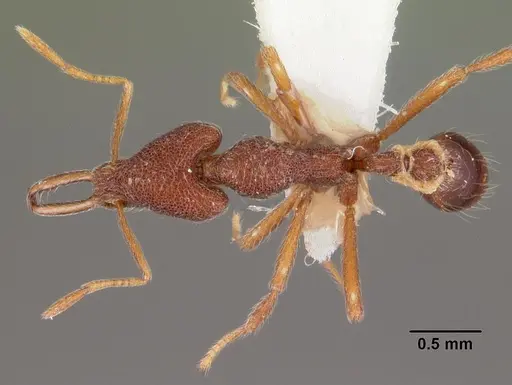 Strumigenys tomodonta specimen