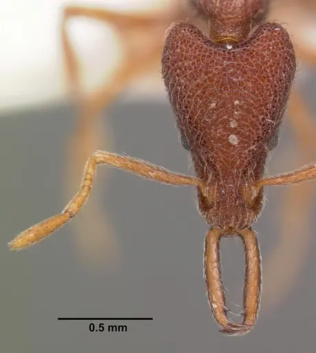 Strumigenys tomodonta specimen