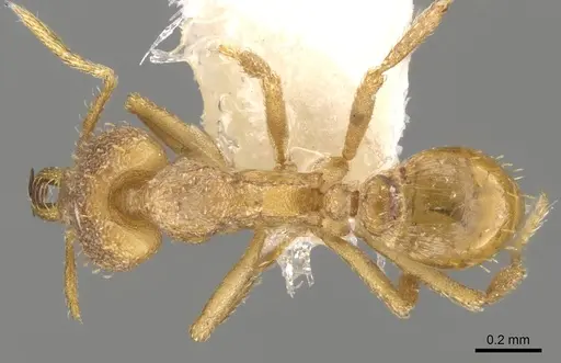 Strumigenys totyla specimen