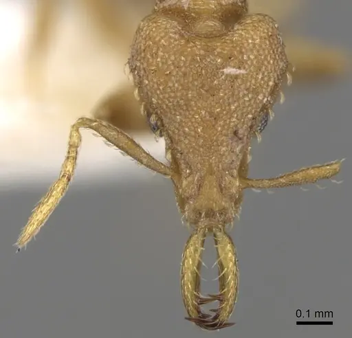 Strumigenys totyla specimen