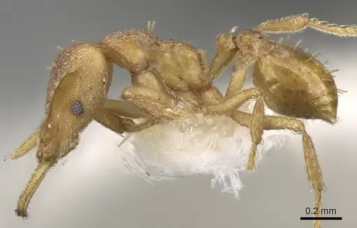 Strumigenys totyla specimen