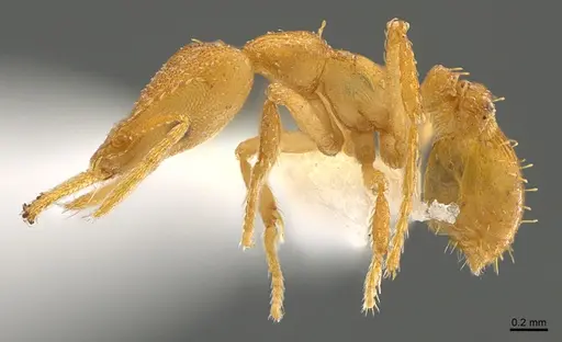 Strumigenys totyla - CASENT0405914