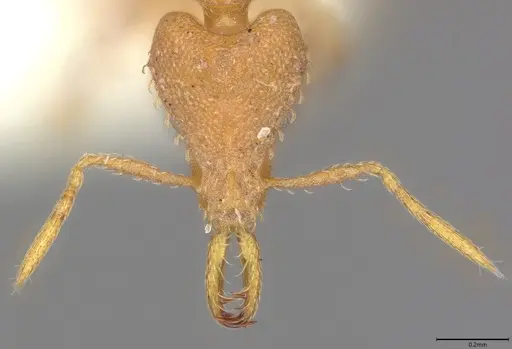 Strumigenys totyla - CASENT0845085