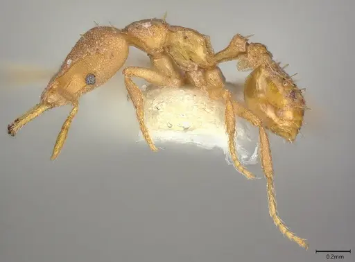 Strumigenys totyla - CASENT0845085