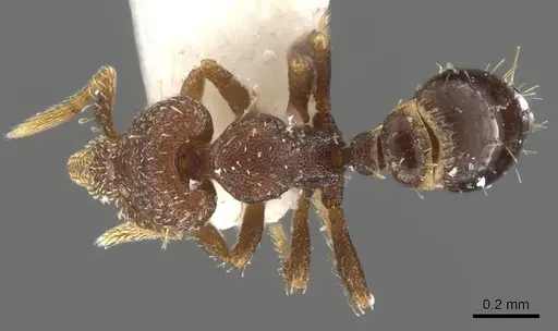 Strumigenys totyla - CASENT0900115