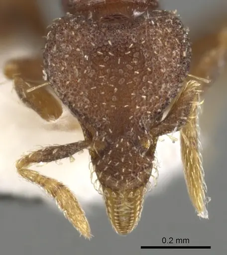 Strumigenys totyla - CASENT0900115