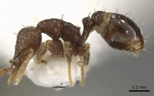 Strumigenys totyla - CASENT0900115