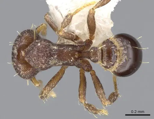 Strumigenys totyla - CASENT0914631