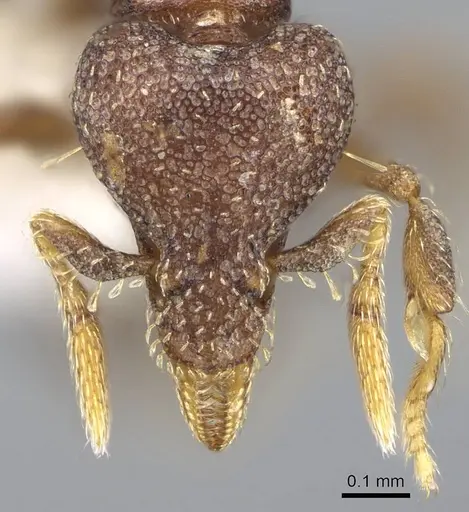 Strumigenys totyla - CASENT0914631