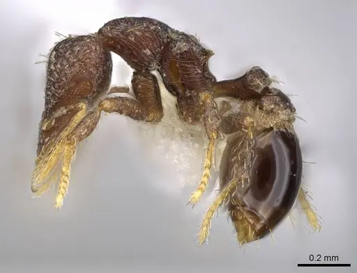 Strumigenys totyla - CASENT0914631