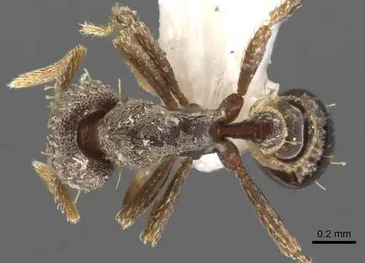 Strumigenys trada specimen