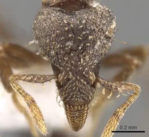 Strumigenys trada specimen