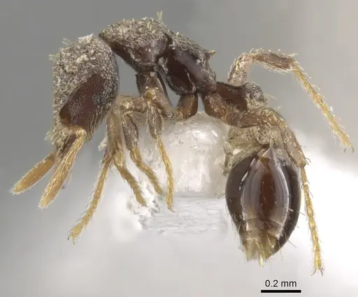 Strumigenys trada specimen