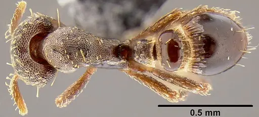 Strumigenys trada - CASENT0171045