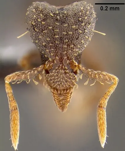 Strumigenys trada - CASENT0171045