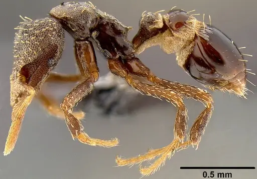 Strumigenys trada - CASENT0171045