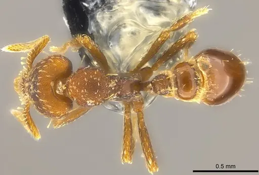 Strumigenys trada - CASENT0184729