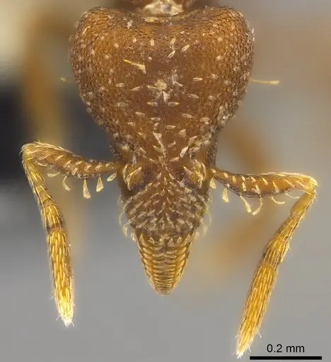 Strumigenys trada - CASENT0184729