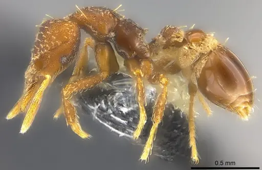 Strumigenys trada - CASENT0184729