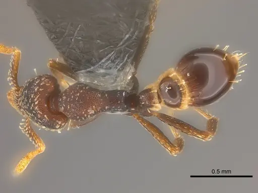 Strumigenys trada - CASENT0184965