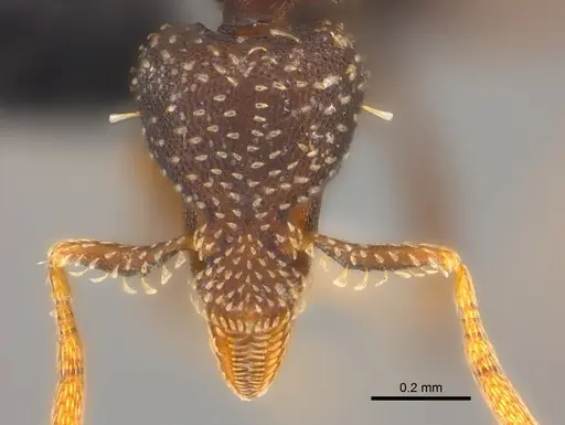 Strumigenys trada - CASENT0184965