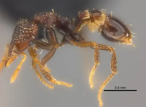 Strumigenys trada - CASENT0184965