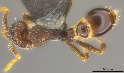 Strumigenys trada - CASENT0184976