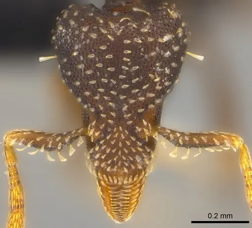 Strumigenys trada - CASENT0184976