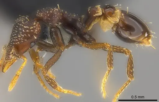 Strumigenys trada - CASENT0184976