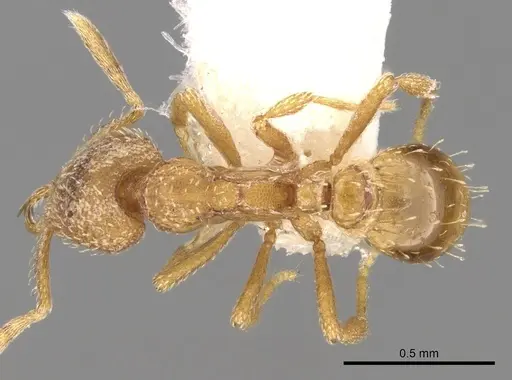 Strumigenys traegaordhi specimen